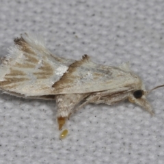 Heliocosma argyroleuca at Higgins, ACT - 27 Feb 2022