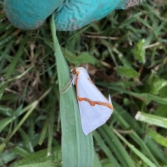 Thalaina selenaea (Orange-rimmed Satin Moth) at Emu Creek - 2 Apr 2022 by jgiacon