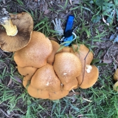 Gymnopilus junonius (Spectacular Rustgill) at Bruce, ACT - 2 Apr 2022 by JohnGiacon