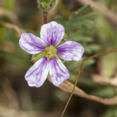 Erodium (genus) (A Storksbill) at Coree, ACT - 16 Feb 2022 by AlisonMilton