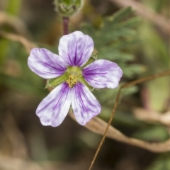 Erodium sp. (A Storksbill) at Coree, ACT - 16 Feb 2022 by AlisonMilton