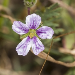 Erodium sp. at Coree, ACT - 16 Feb 2022 10:37 AM