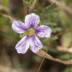 Erodium sp. (A Storksbill) at Ginninderry Conservation Corridor - 15 Feb 2022 by AlisonMilton