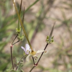 Erodium sp. at Coree, ACT - 16 Feb 2022 10:37 AM