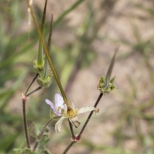 Erodium sp. at Coree, ACT - 16 Feb 2022 10:37 AM