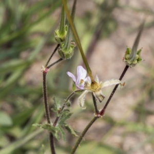 Erodium sp. at Coree, ACT - 16 Feb 2022