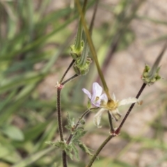 Erodium sp. at Coree, ACT - 16 Feb 2022 10:37 AM