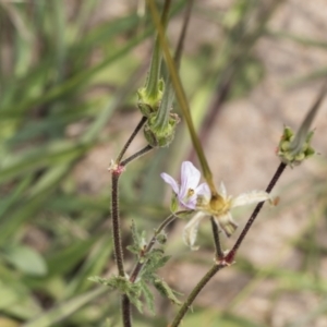 Erodium sp. at Coree, ACT - 16 Feb 2022