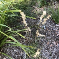 Rytidosperma sp. (Wallaby Grass) at Flea Bog Flat to Emu Creek Corridor - 30 Mar 2022 by JohnGiacon