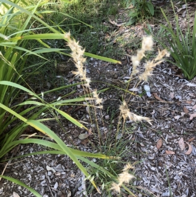 Rytidosperma (genus) (Wallaby Grass) at Belconnen, ACT - 31 Mar 2022 by JohnGiacon