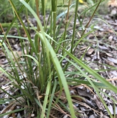 Rytidosperma sp. at Belconnen, ACT - 31 Mar 2022