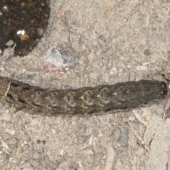 Noctuidae unclassified IMMATURE moth (Immature Noctuidae Moth) at Holt, ACT - 16 Feb 2022 by AlisonMilton