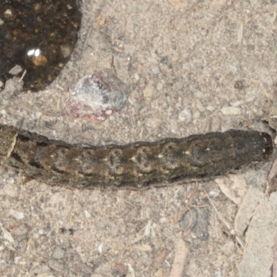 Noctuidae unclassified IMMATURE moth (Immature Noctuidae Moth) at Holt, ACT - 16 Feb 2022 by AlisonMilton