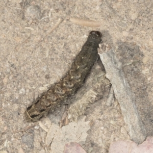 Noctuidae unclassified IMMATURE moth at Holt, ACT - 16 Feb 2022