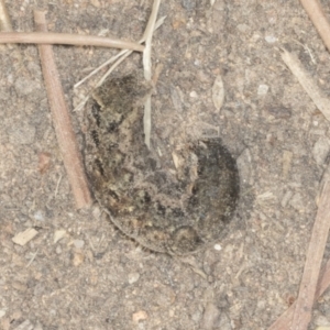 Noctuidae unclassified IMMATURE moth at Holt, ACT - 16 Feb 2022