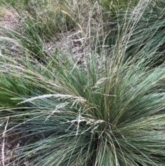 Poa labillardierei (Common Tussock Grass, River Tussock Grass) at Belconnen, ACT - 31 Mar 2022 by JohnGiacon