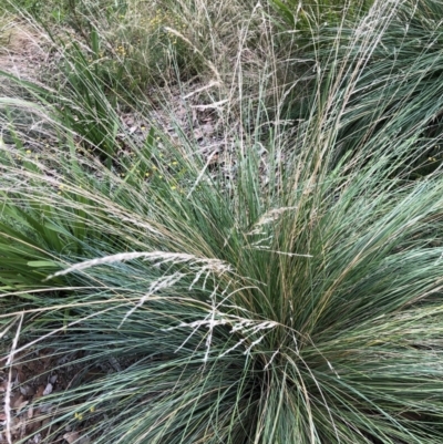 Poa labillardierei (Common Tussock Grass, River Tussock Grass) at Flea Bog Flat to Emu Creek Corridor - 30 Mar 2022 by JohnGiacon