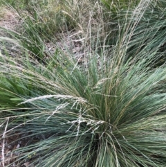 Poa labillardierei (Common Tussock Grass, River Tussock Grass) at Emu Creek - 30 Mar 2022 by jgiacon