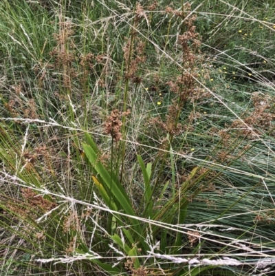 Juncus sp. (A Rush) at Flea Bog Flat to Emu Creek Corridor - 30 Mar 2022 by JohnGiacon