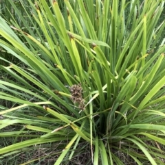 Lomandra longifolia (Spiny-headed Mat-rush, Honey Reed) at Emu Creek - 30 Mar 2022 by JohnGiacon
