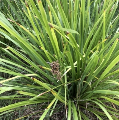 Lomandra longifolia (Spiny-headed Mat-rush, Honey Reed) at Belconnen, ACT - 30 Mar 2022 by jgiacon