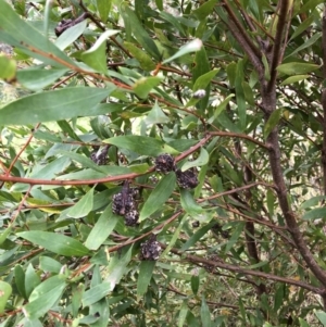 Hakea salicifolia at Belconnen, ACT - 31 Mar 2022