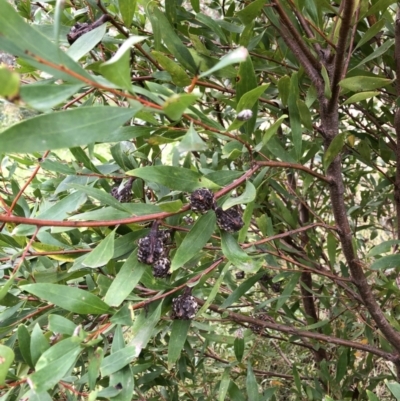 Hakea salicifolia (Willow-leaved Hakea) at Emu Creek - 31 Mar 2022 by JohnGiacon