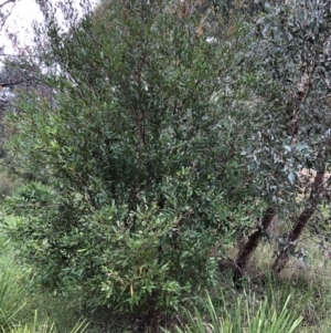 Hakea salicifolia at Belconnen, ACT - 31 Mar 2022