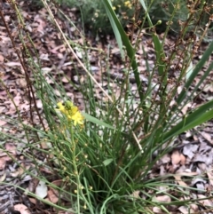 Bulbine sp. at Flea Bog Flat to Emu Creek Corridor - 30 Mar 2022 by JohnGiacon