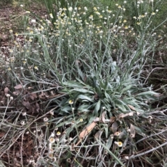 Ammobium alatum (Winged Everlasting) at Belconnen, ACT - 31 Mar 2022 by JohnGiacon