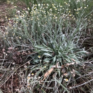 Ammobium alatum at Belconnen, ACT - 31 Mar 2022