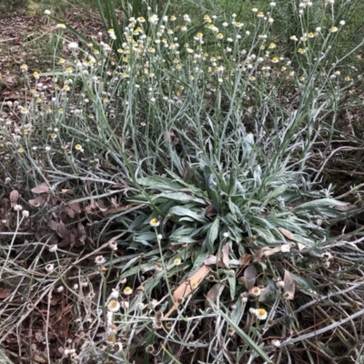 Ammobium alatum (Winged Everlasting) at Belconnen, ACT - 30 Mar 2022 by jgiacon