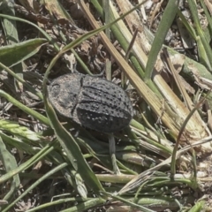 Helea ovata (Pie-dish beetle) at Ginninderry Conservation Corridor - 16 Feb 2022 by AlisonMilton