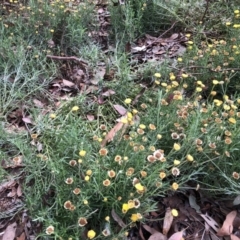 Coronidium sp. at Flea Bog Flat to Emu Creek Corridor - 30 Mar 2022 by JohnGiacon