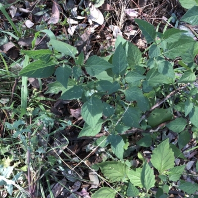 Solanum nigrum (Black Nightshade) at Belconnen, ACT - 30 Mar 2022 by jgiacon