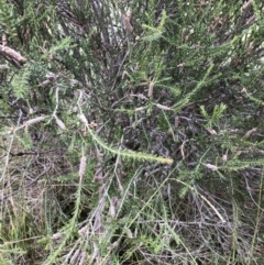 Melaleuca parvistaminea (Small-flowered Honey-myrtle) at Bruce, ACT - 28 Mar 2022 by JohnGiacon