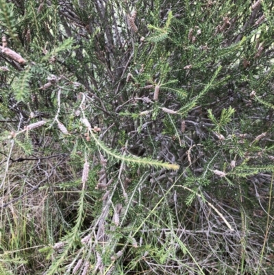 Melaleuca parvistaminea (Small-flowered Honey-myrtle) at Bruce Ridge to Gossan Hill - 28 Mar 2022 by jgiacon