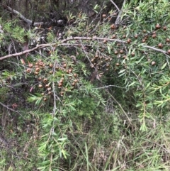 Leptospermum sp. (Tea Tree) at Bruce Ridge to Gossan Hill - 28 Mar 2022 by jgiacon