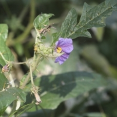 Solanum cinereum (Narrawa Burr) at Ginninderry Conservation Corridor - 16 Feb 2022 by AlisonMilton