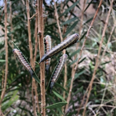 Pterygophorus cinctus (Bottlebrush sawfly) at Emu Creek - 19 Mar 2022 by JohnGiacon