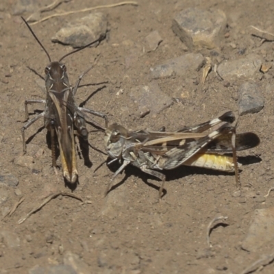 Oedaleus australis (Australian Oedaleus) at Ginninderry Conservation Corridor - 16 Feb 2022 by AlisonMilton