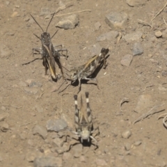 Oedaleus australis at Coree, ACT - 16 Feb 2022 12:02 PM