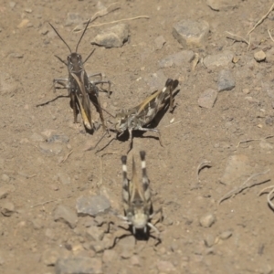 Oedaleus australis at Coree, ACT - 16 Feb 2022