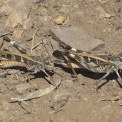 Oedaleus australis at Coree, ACT - 16 Feb 2022 12:02 PM