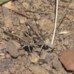 Oedaleus australis at Coree, ACT - 16 Feb 2022 12:02 PM