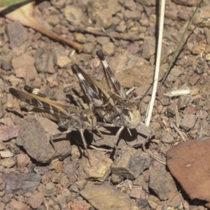 Oedaleus australis at Coree, ACT - 16 Feb 2022