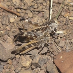 Oedaleus australis at Coree, ACT - 16 Feb 2022 12:02 PM