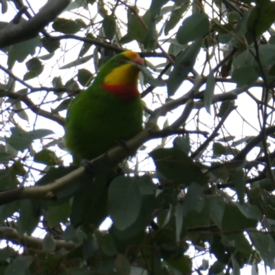 Polytelis swainsonii (Superb Parrot) at Flea Bog Flat to Emu Creek Corridor - 1 Apr 2022 by JohnGiacon