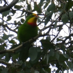 Polytelis swainsonii (Superb Parrot) at Emu Creek - 1 Apr 2022 by JohnGiacon
