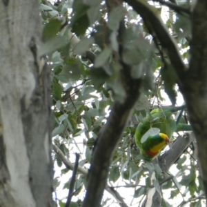 Polytelis swainsonii at Belconnen, ACT - suppressed